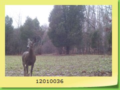 12010036