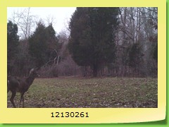 12130261