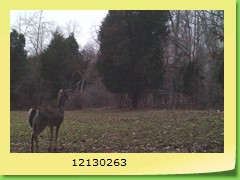12130263
