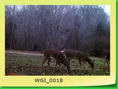WGI_0018
