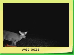 WGI_0028
