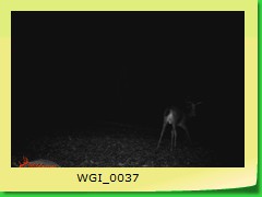 WGI_0037