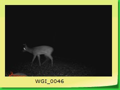 WGI_0046