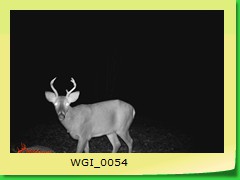 WGI_0054