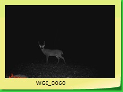 WGI_0060