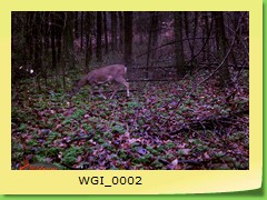 WGI_0002