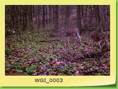 WGI_0003