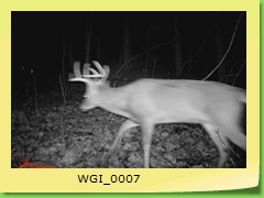 WGI_0007