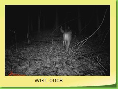 WGI_0008