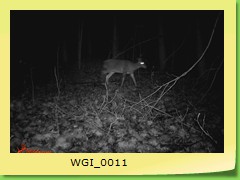 WGI_0011