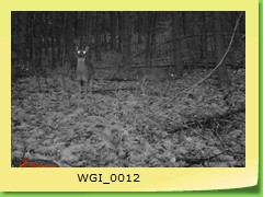 WGI_0012