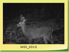 WGI_0013