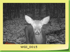 WGI_0015