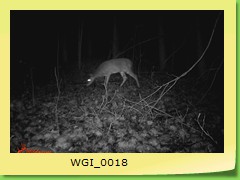 WGI_0018