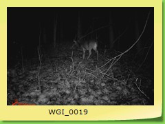 WGI_0019
