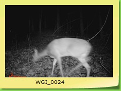 WGI_0024