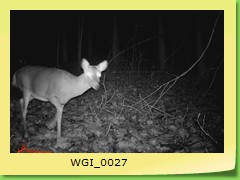 WGI_0027