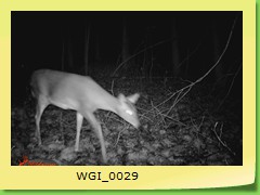 WGI_0029