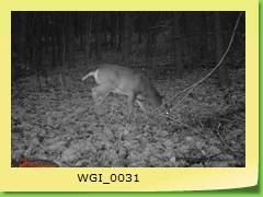 WGI_0031