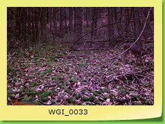 WGI_0033