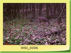 WGI_0036