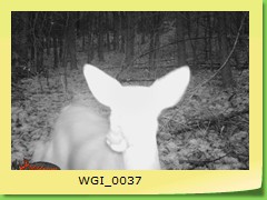 WGI_0037