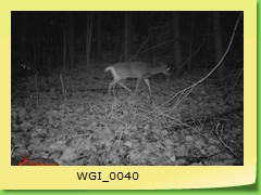 WGI_0040