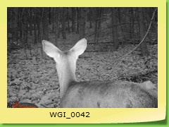 WGI_0042