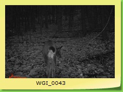 WGI_0043