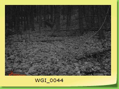 WGI_0044