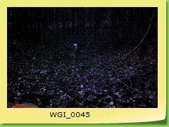WGI_0045