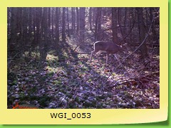 WGI_0053