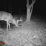 BL6WGI_0008