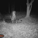 BLWGI_0031