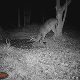 BLWGI_0037