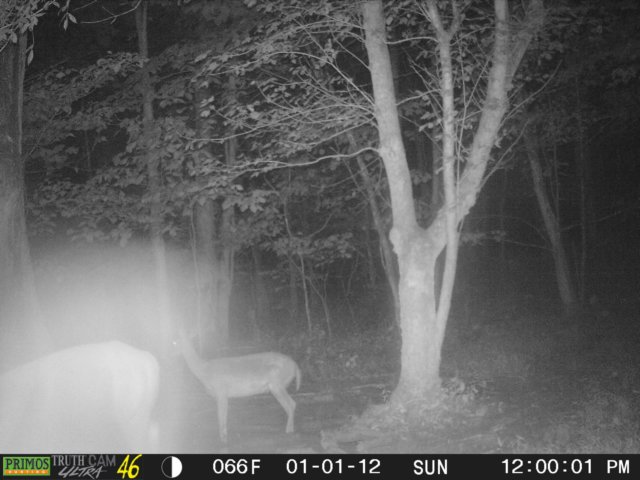 photo44.jpg