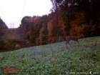 wgi_0010_small.jpg